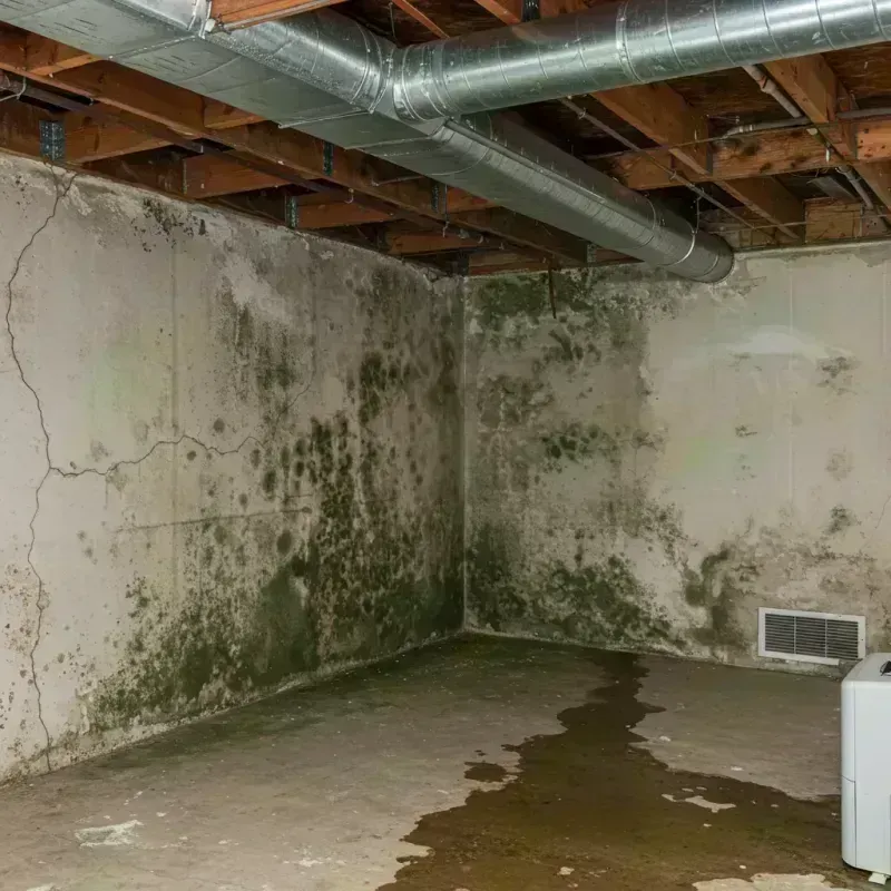 Professional Mold Removal in Deer Park, IL